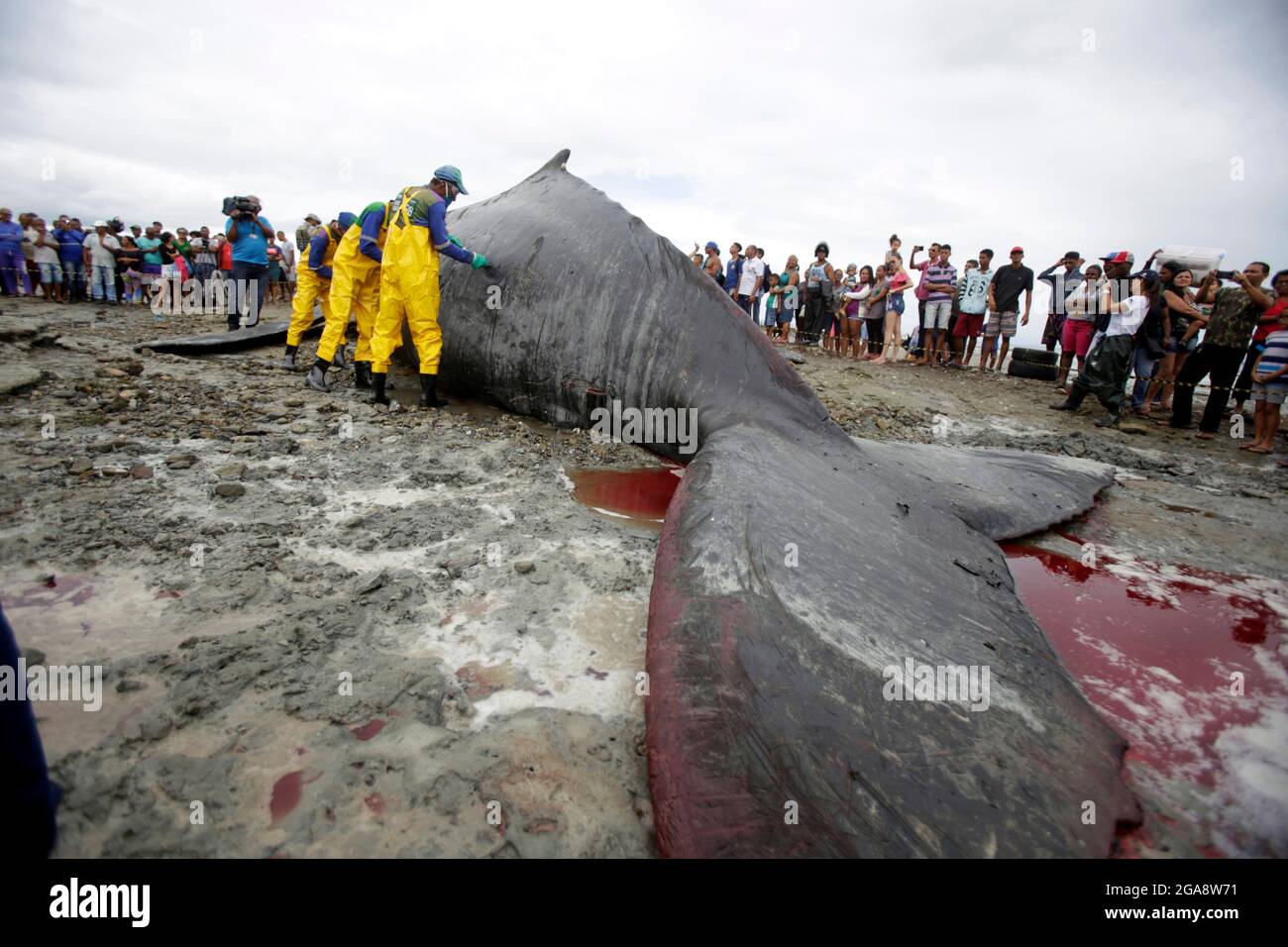 salvador, bahia, brésil - 30 août 2019 : la baleine à bosse - Megaptera novaeangliae - meurt en courant sur la plage de Coutos dans la ville de Banque D'Images