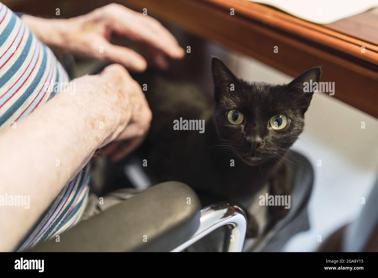 Gros Plan Des Mains D Une Femme Agee Tenant Un Bebe Chat Noir Photo Stock Alamy Gros Plan Des Mains D Une Femme Agee Tenant Un Bebe Chat Noir Photo Stock Alamy