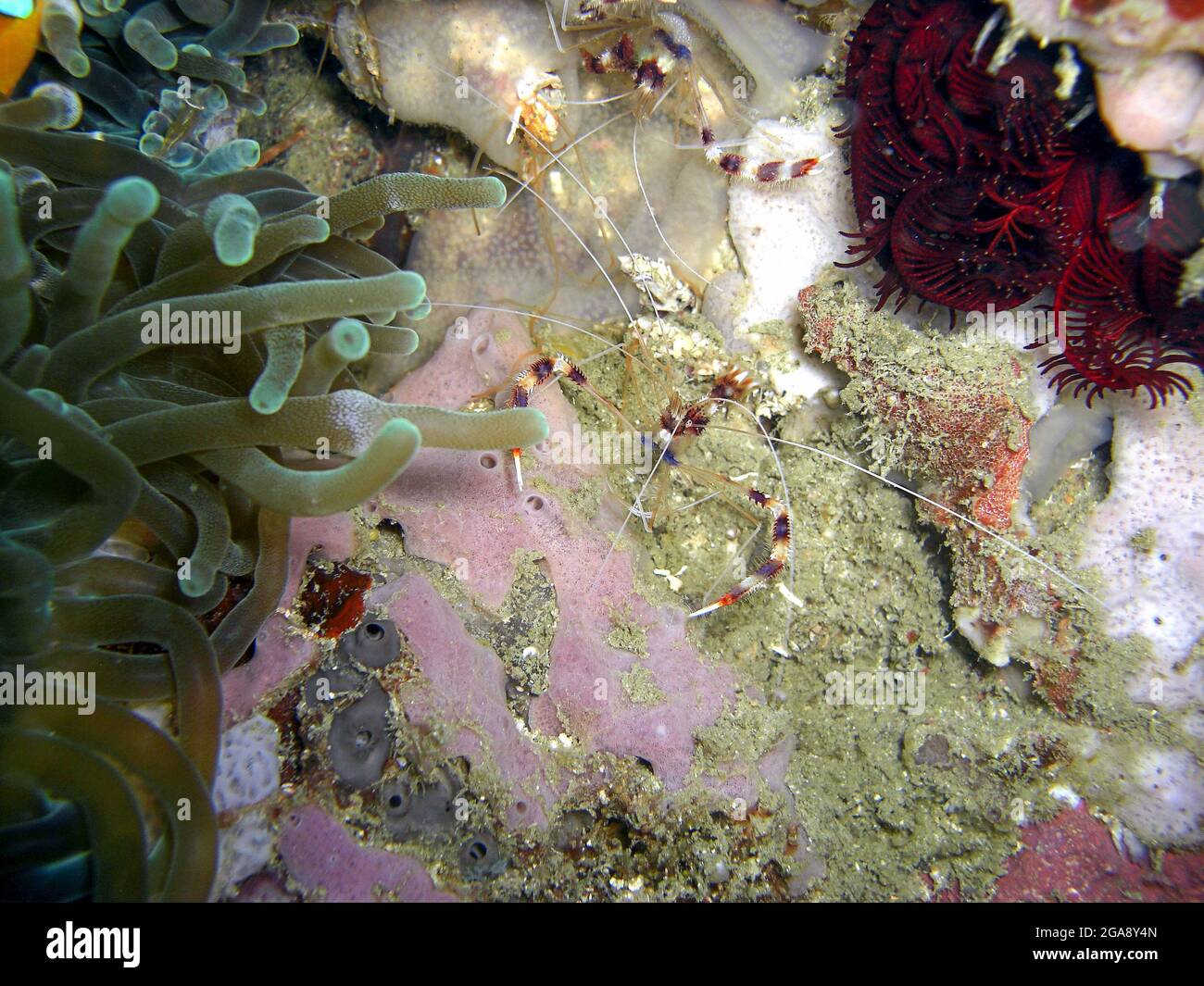 Crevettes plus propres (Lysmata amboinensis) sur le sol dans la mer philippine 22.11.2015 Banque D'Images