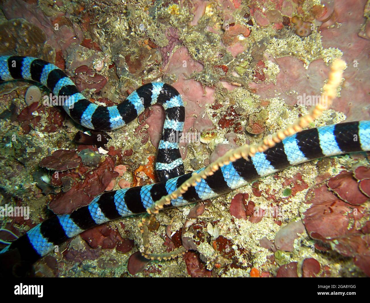 Bagués de la mer de Kait (Laticauda Colubrina) au sol dans la mer philippine 27.1.2015 Banque D'Images