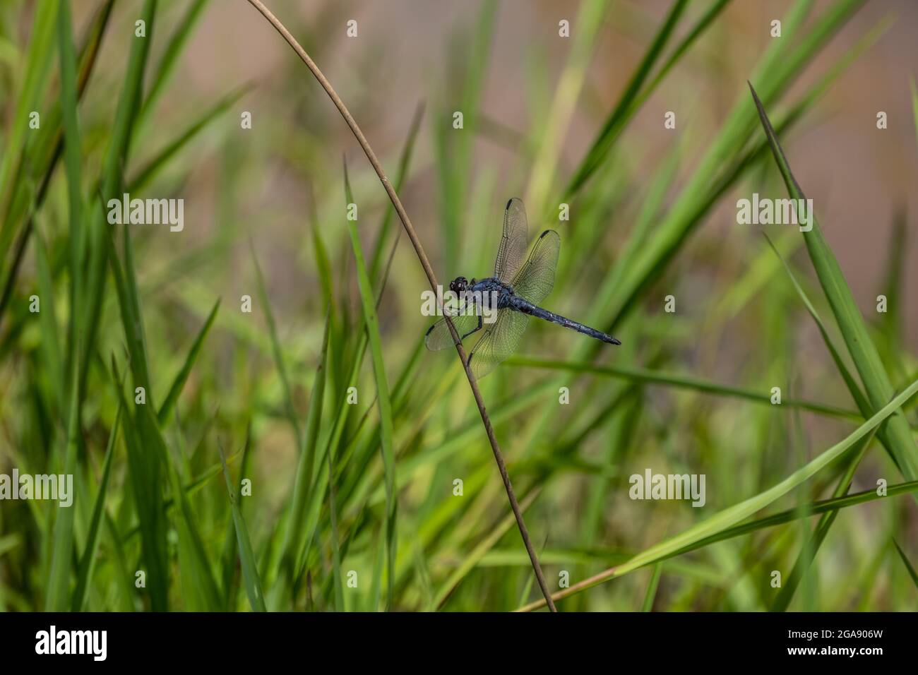 Grande libellule bleue tenant sur une tige de plante au-dessus de l'eau dans les zones humides avec des herbes aquatiques en arrière-plan en été Banque D'Images