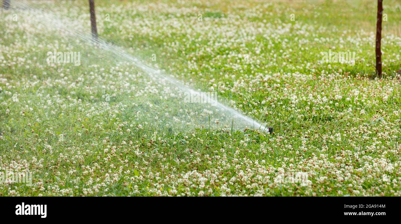 Un arroseur de jardin arrose une pelouse verte sur une pelouse de ville avec un trèfle blanc luxuriant dans la chaleur estivale. Mise au point sélective, espace de copie. Banque D'Images