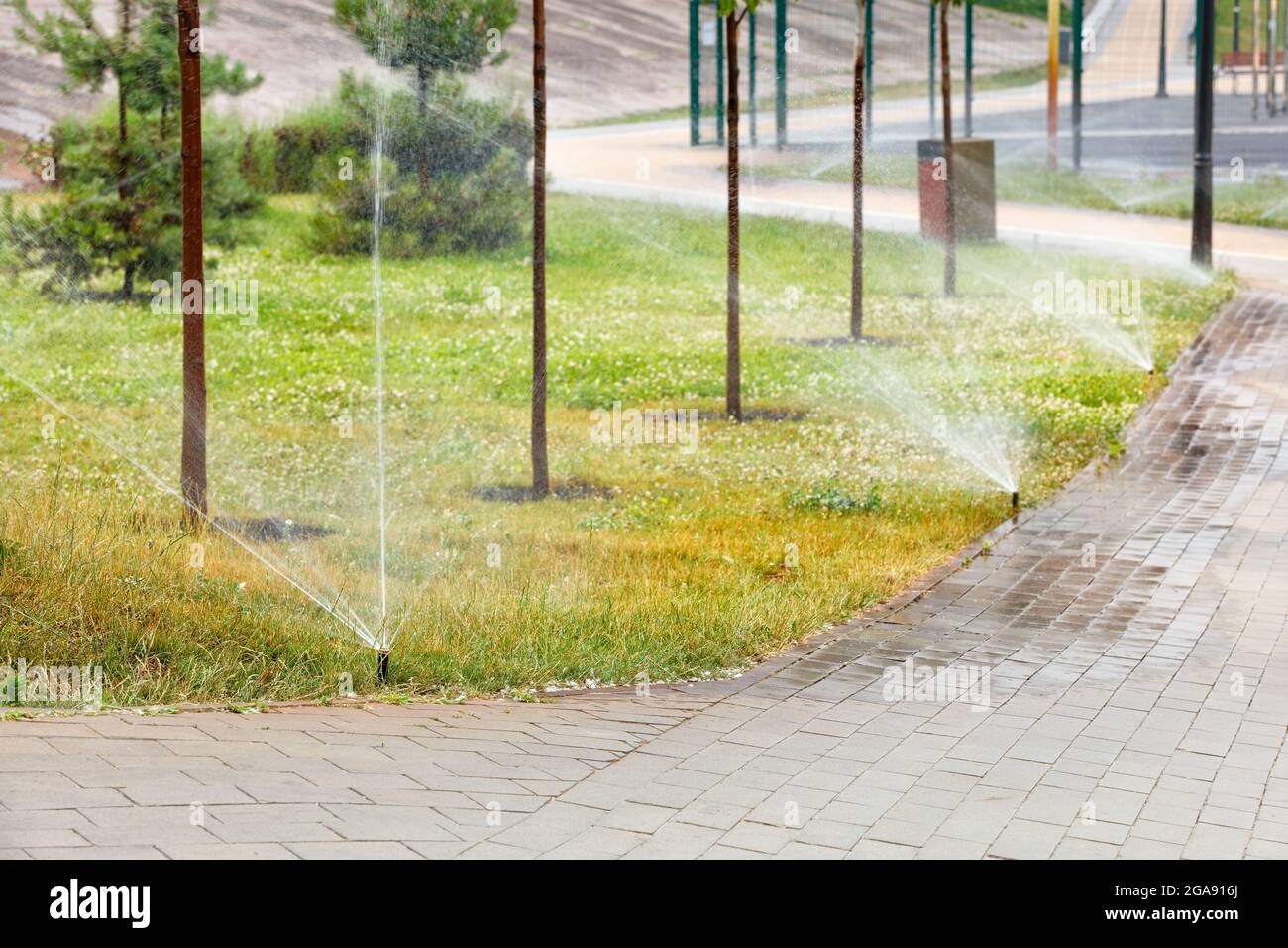 Dans la chaleur de l'été, un système d'irrigation automatique arrose la pelouse verte dans le jeune jardin le long du chemin de marche. Mise au point sélective, espace de copie. Banque D'Images