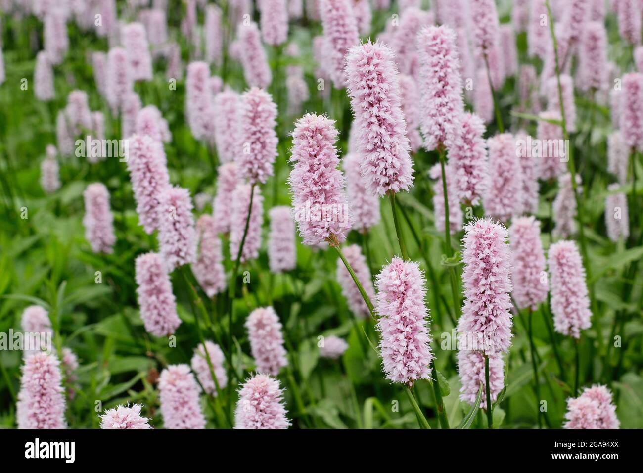 Persicaria bistorta ‘Superba’. Bistorort rouge fleuri dans un jardin d'été. ROYAUME-UNI Banque D'Images