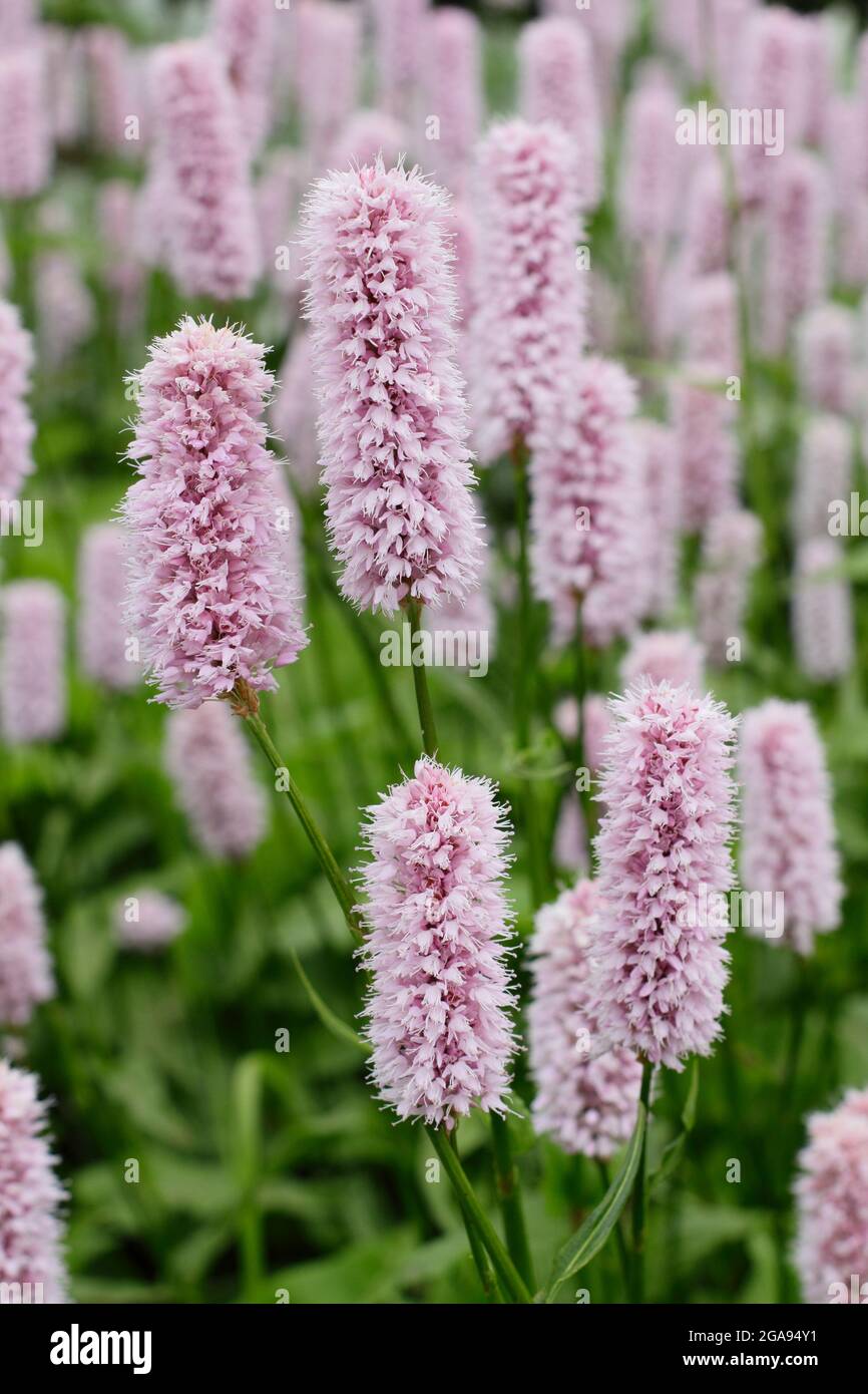 Persicaria bistorta ‘Superba’. Bistorort rouge fleuri dans un jardin d'été. ROYAUME-UNI Banque D'Images