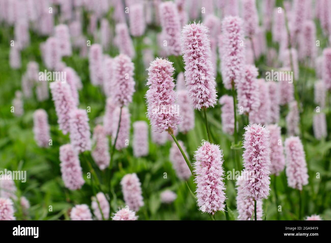 Persicaria bistorta ‘Superba’. Bistorort rouge fleuri dans un jardin d'été. ROYAUME-UNI Banque D'Images