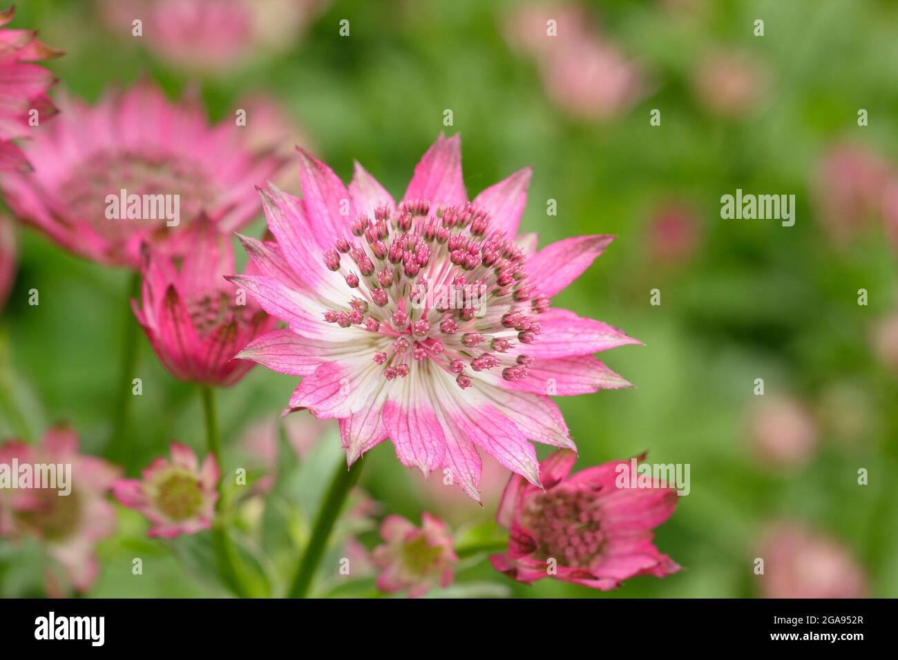 Astrantia Roma. Astrantia le principal chef-d'œuvre 'Roma' fleurit dans un jardin d'été à la frontière du Royaume-Uni Banque D'Images