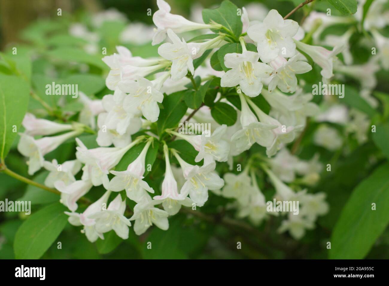 Fleurs blanches de Weigela 'White Knight' un arbuste à feuilles caduques. ROYAUME-UNI Banque D'Images