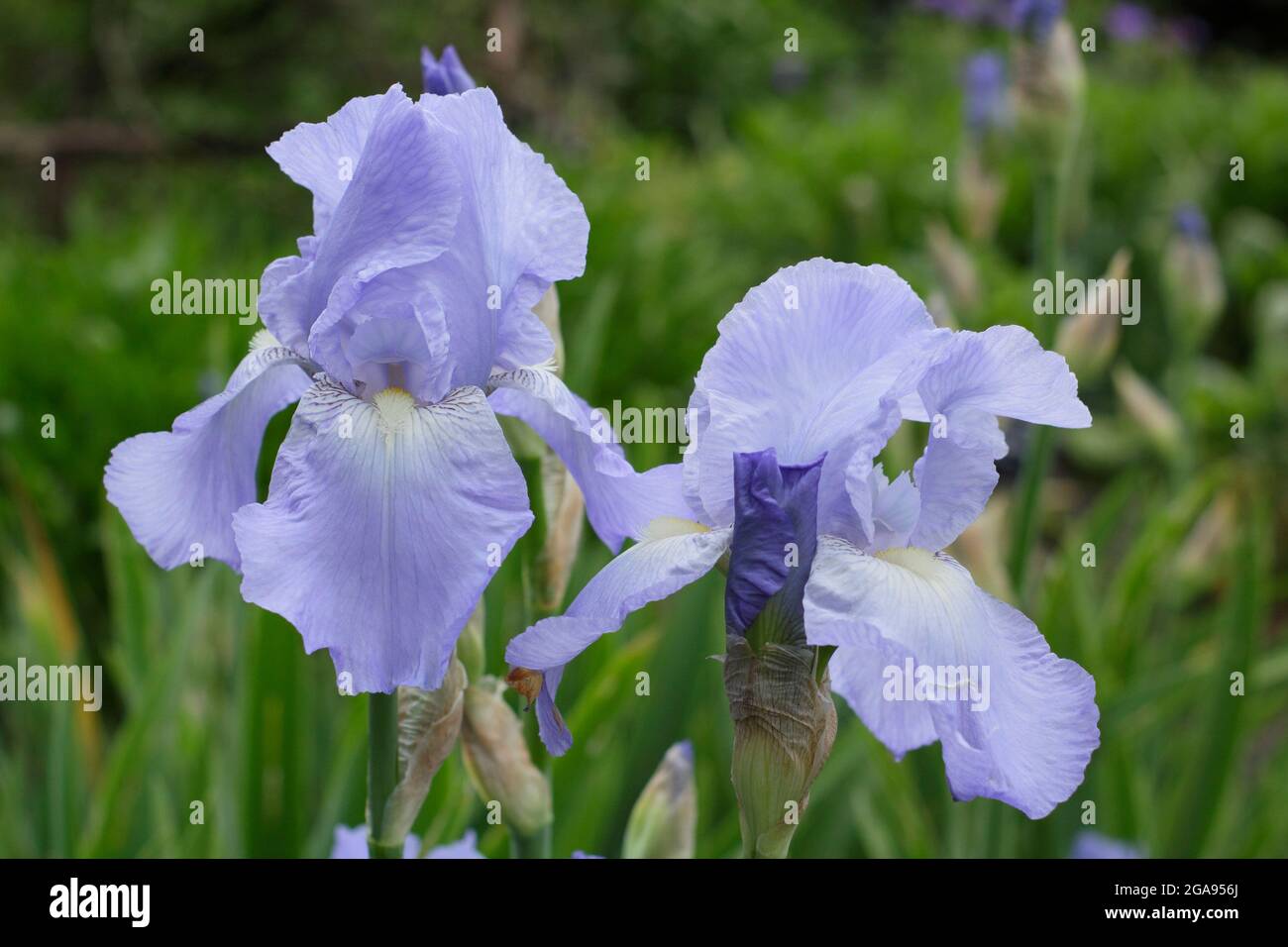 Fleurs bleu clair d'Iris 'Jane Phillips', un grand iris barbu. ROYAUME-UNI Banque D'Images