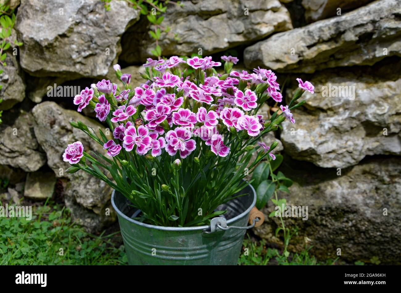 Fleurs du jardin Banque D'Images