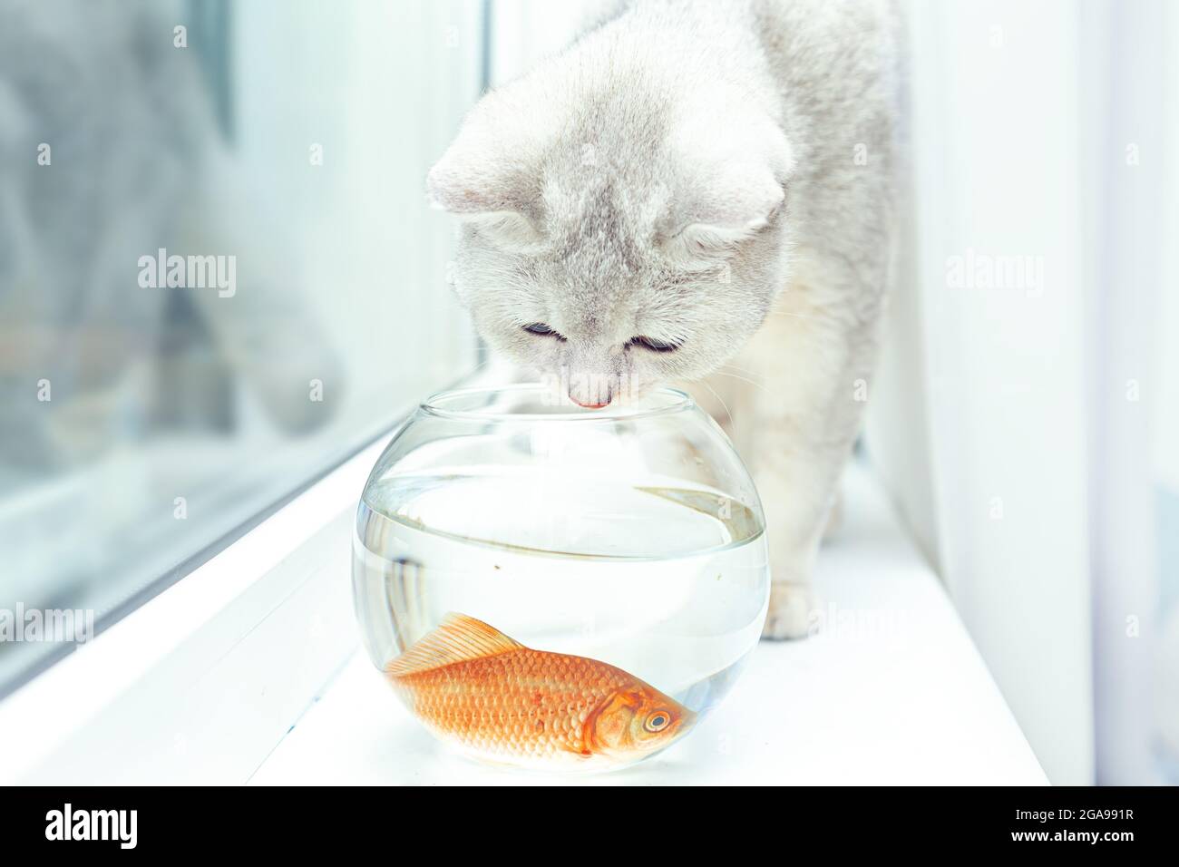 Chat D Argent De Rivage Britannique Regardant Le Poisson Rouge Dans Un Aquarium Photo Stock Alamy