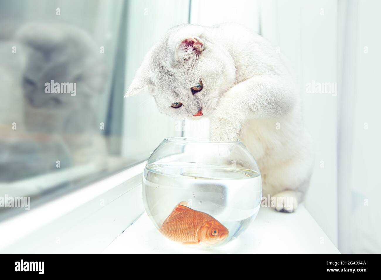 Chat d'argent de rivage britannique regardant le poisson rouge dans un aquarium. Banque D'Images