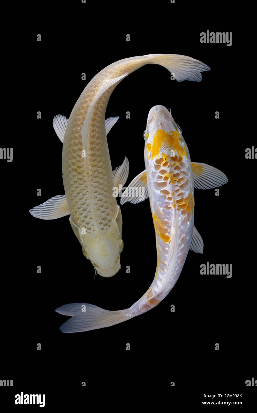 Poisson koï sur fond noir Banque D'Images