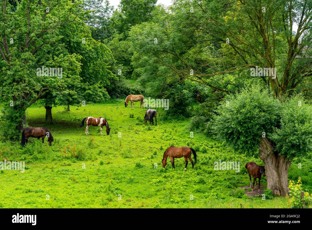 Duisburg Friemershein, plaine inondable le long du Rhin, réserve naturelle Rheinaue Friemersheim, enclos à chevaux, NRW, Allemagne Banque D'Images