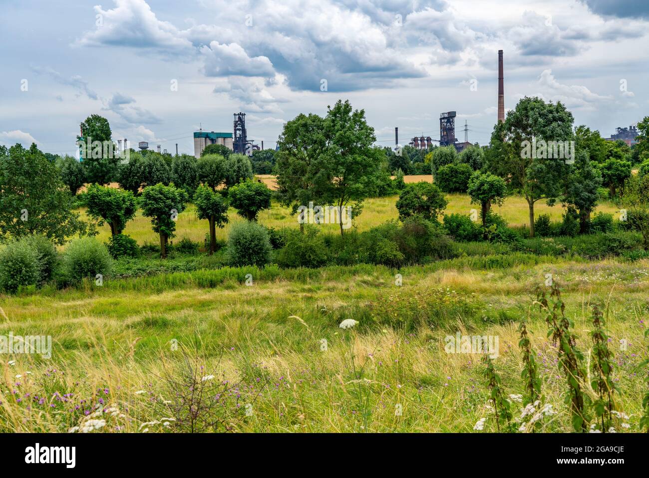 Duisburg Friemershein, plaine inondable le long du Rhin, réserve naturelle Rheinaue Friemersheim, en arrière-plan l'aciérie HKM, NRW, Allemagne Banque D'Images