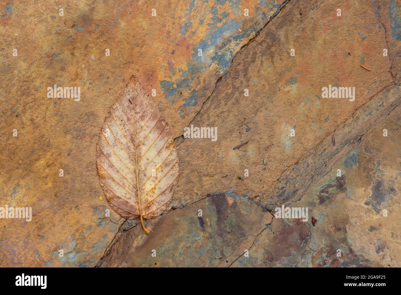 Feuille sur une dalle de roche (schiste) dans le parc national des Great Smoky Mountains, Tennessee. Banque D'Images