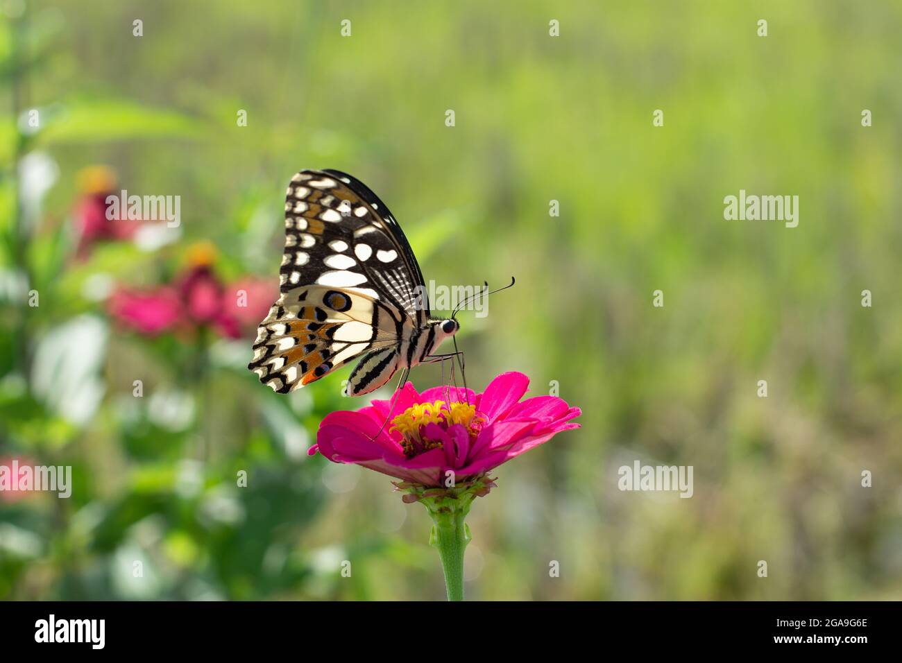 Monarque papillon orange et fleurs d'été brillantes Banque D'Images