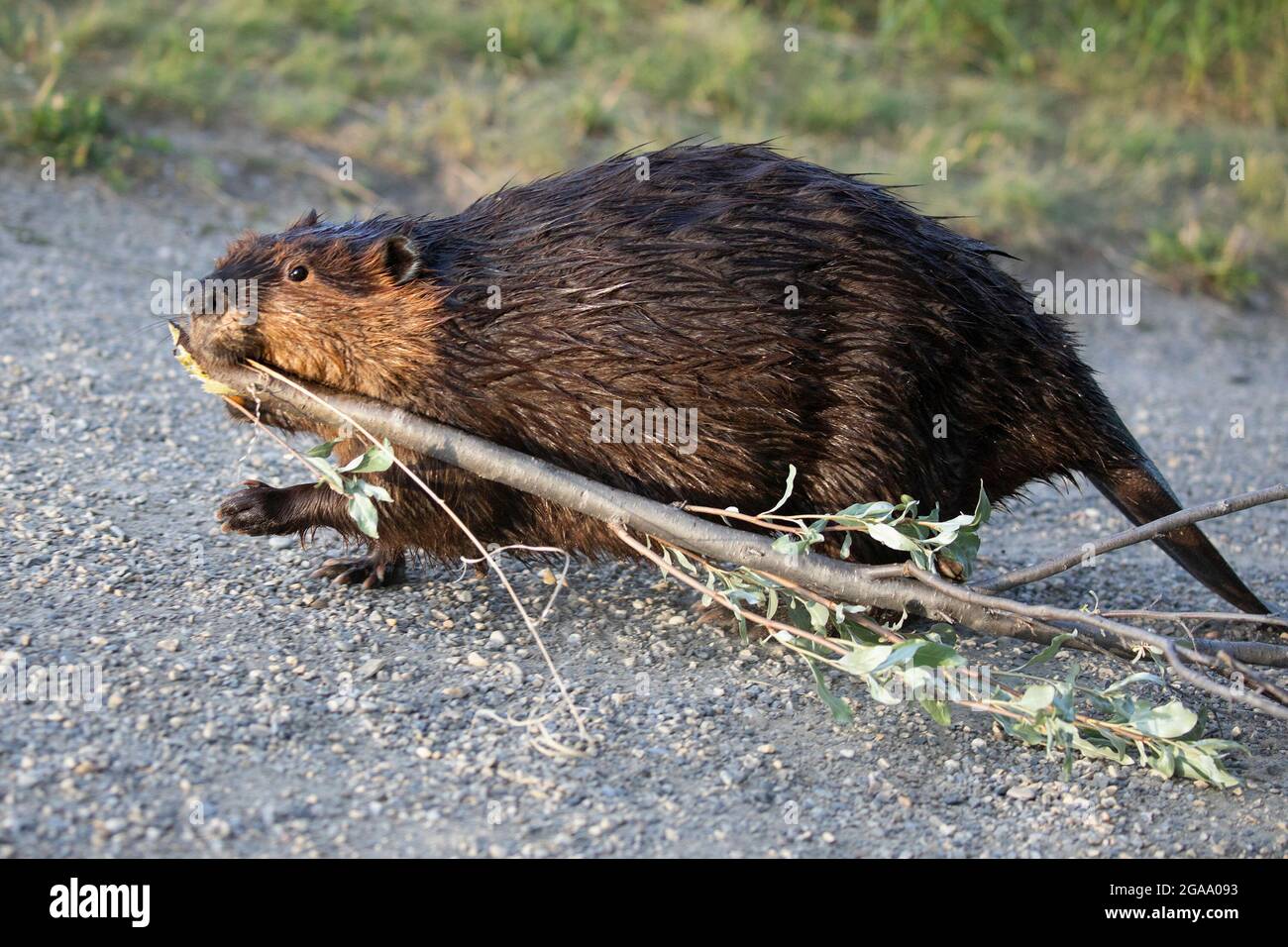 Une castor femelle transportant une branche d'arbre Silverberry dans sa bouche, marchant le long du sentier de la nature pour revenir à l'auberge à Calgary, Alberta, Canada. Ricin canadensis Banque D'Images