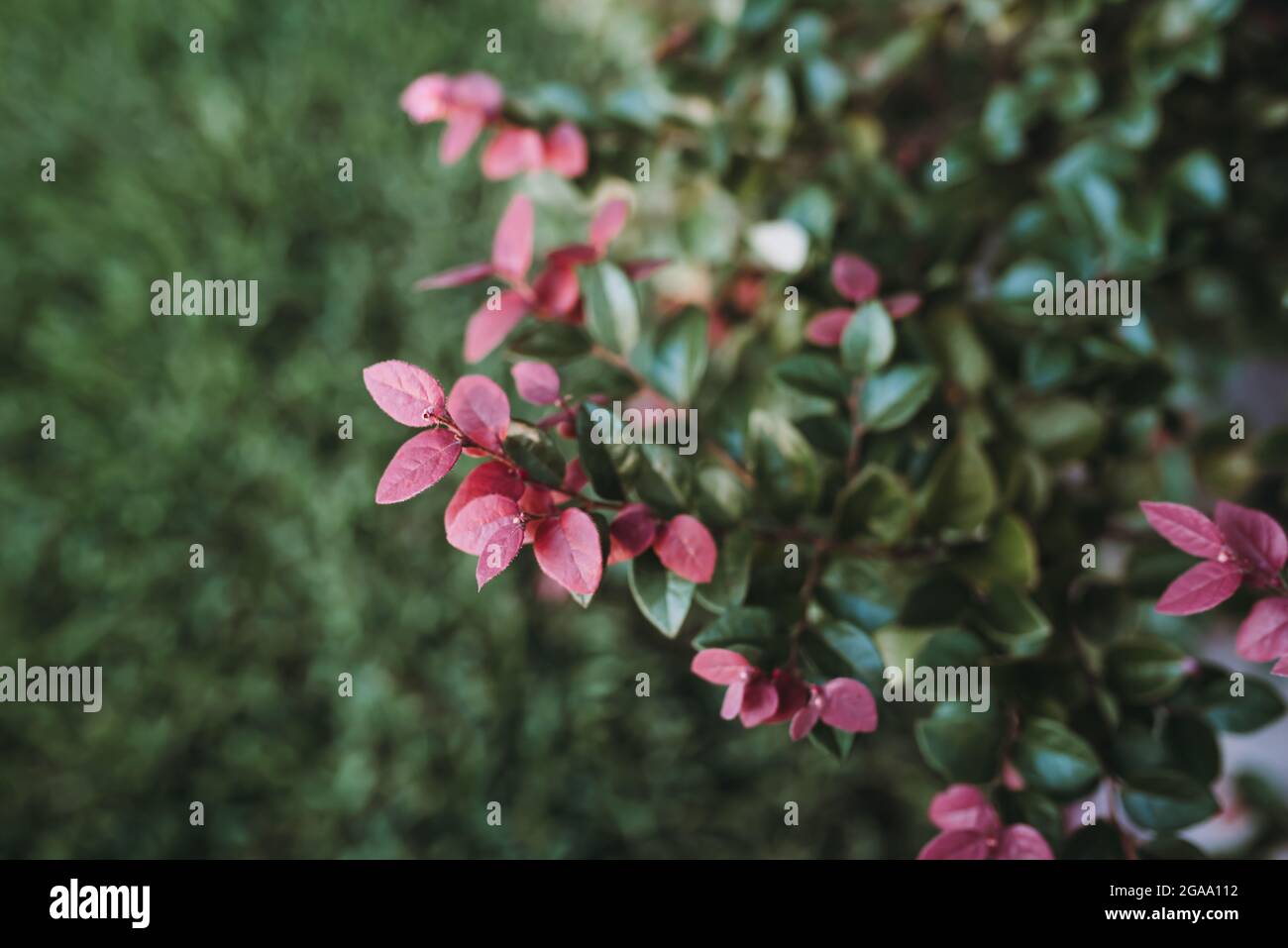 Loropetalum chinense, Fringe de Chine, feuilles pourpres et de chaux variété de chocolat Banque D'Images