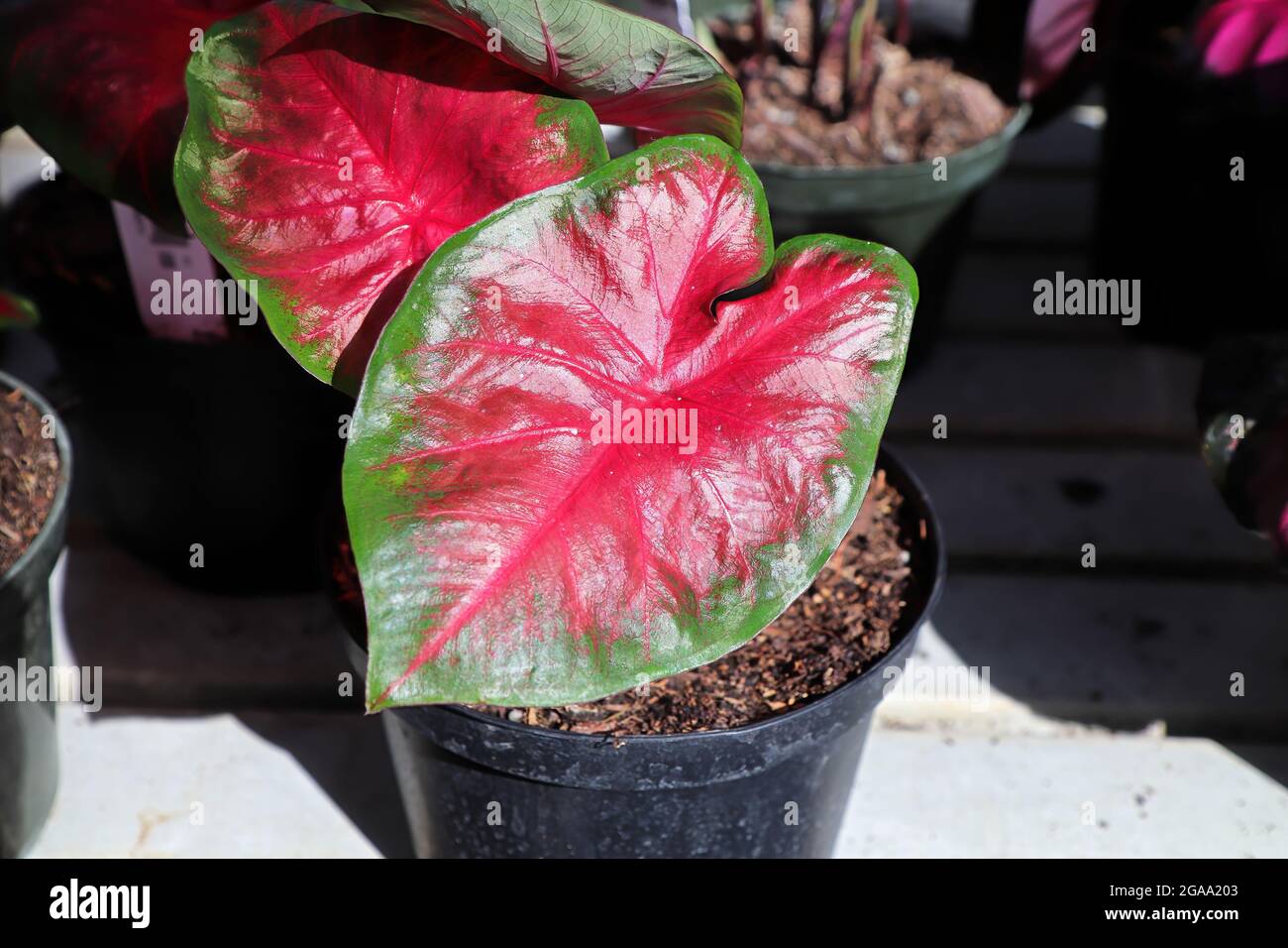 Feuilles colorées et lumineuses sur une plante de Caladium Banque D'Images