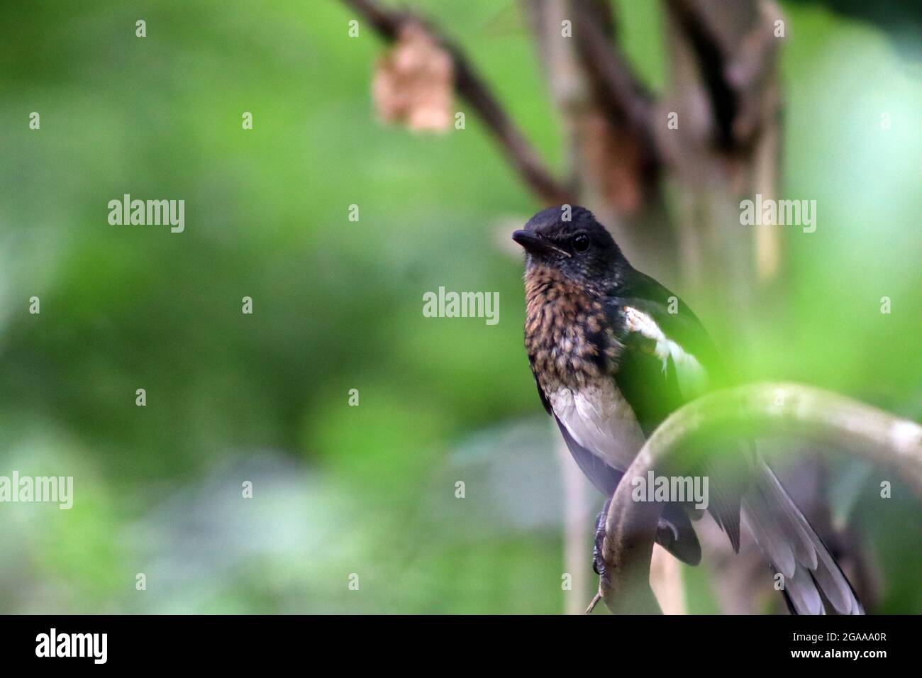 gros plan de magpie noir et blanc Banque D'Images