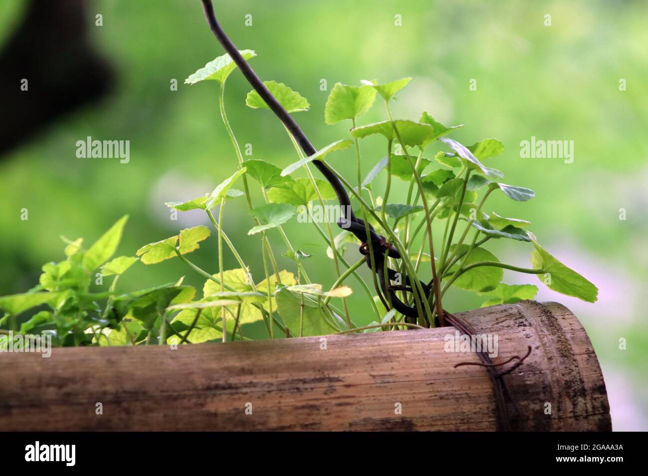 des feuilles vertes comme une culture du ciel Banque D'Images