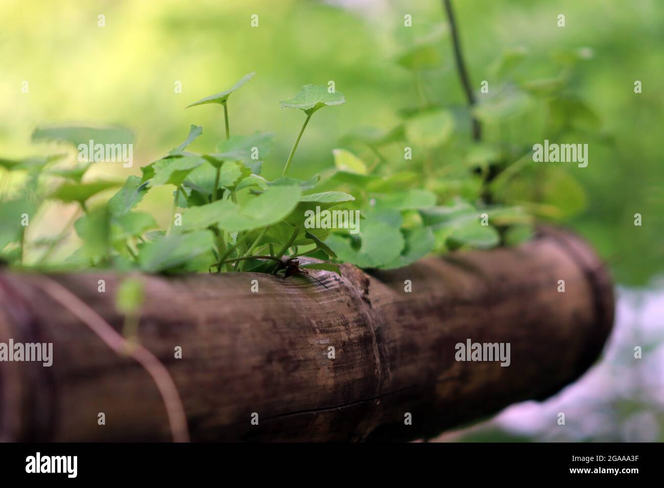 des feuilles vertes comme une culture du ciel Banque D'Images