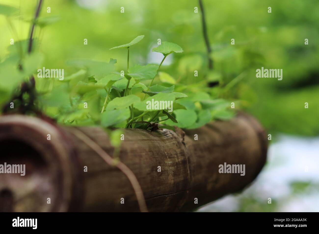 des feuilles vertes comme une culture du ciel Banque D'Images