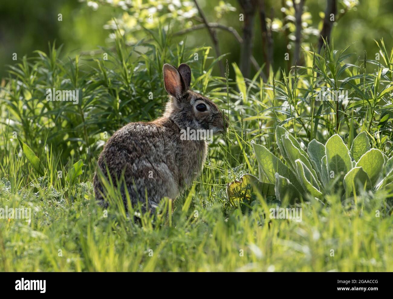 Gros plan du lapin à queue de cotonnelle dans les champs herbeux du Québec, Canada Banque D'Images