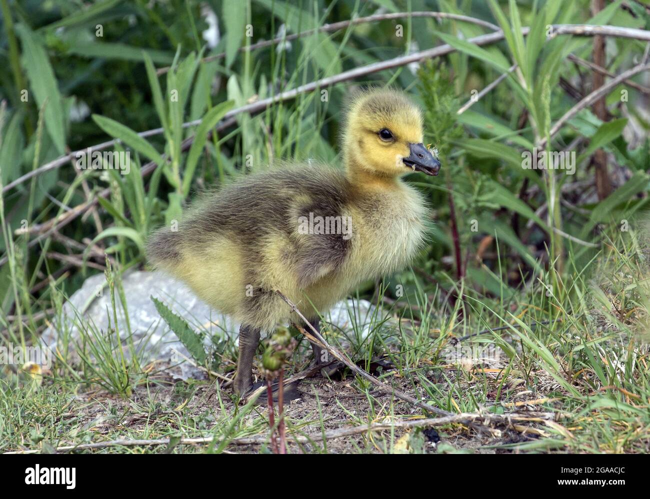 Gros Plan D Un Bebe De La Bernache Du Canada Dans La Region Marecageuse Au Printemps Au Quebec Canada Le Nom Scientifique De Cet Oiseau Est Branta Canadensis Photo Stock Alamy