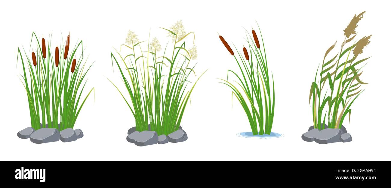 Ensemble de canne et de roseaux dans l'herbe verte. Plantes marécagales et fluviales. Illustration vectorielle plate Illustration de Vecteur