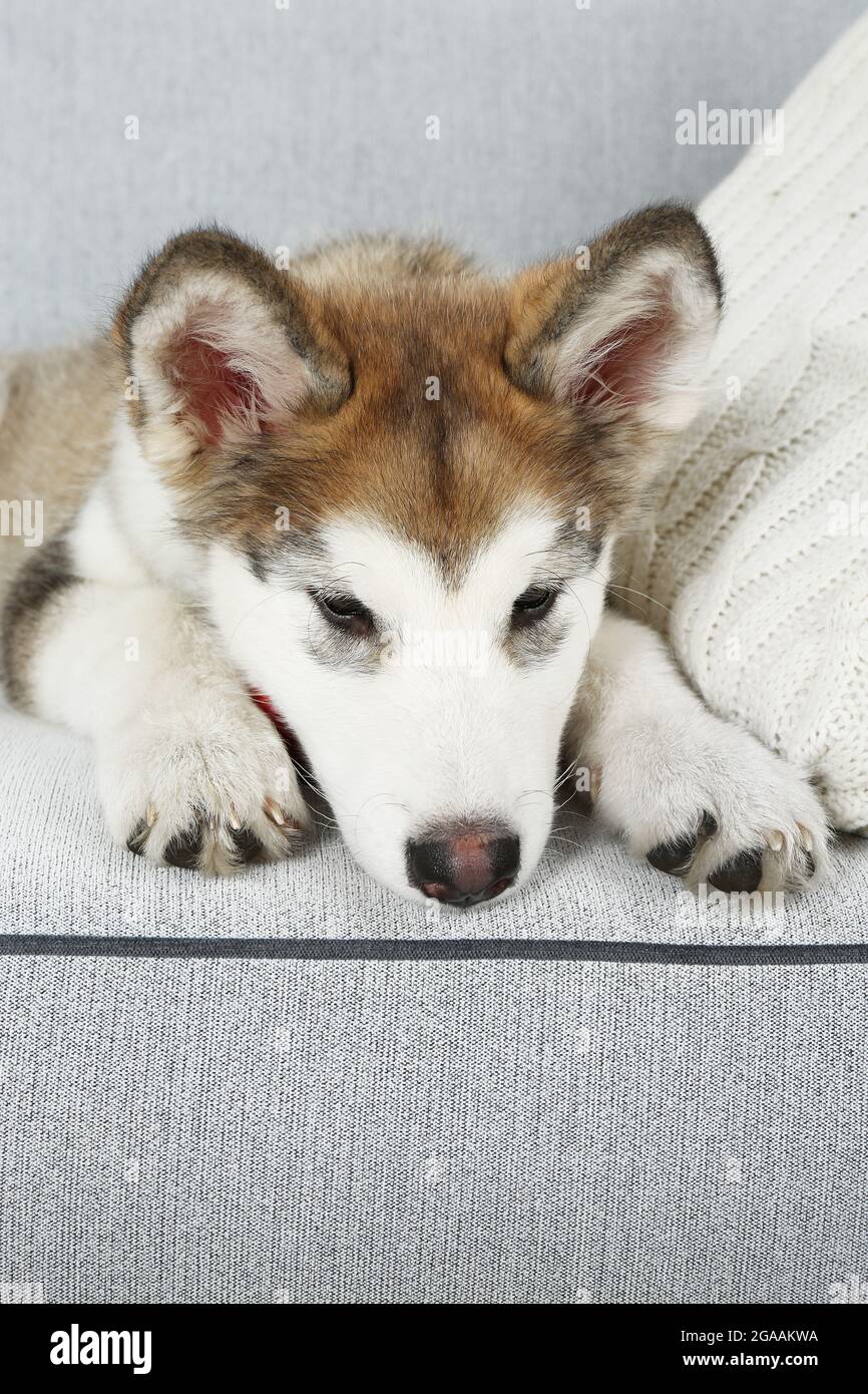 Chiot Malamute D Alaska Mignon Sur Canape Gros Plan Photo Stock Alamy Chiot Malamute D Alaska Mignon Sur Canape Gros Plan Photo Stock Alamy