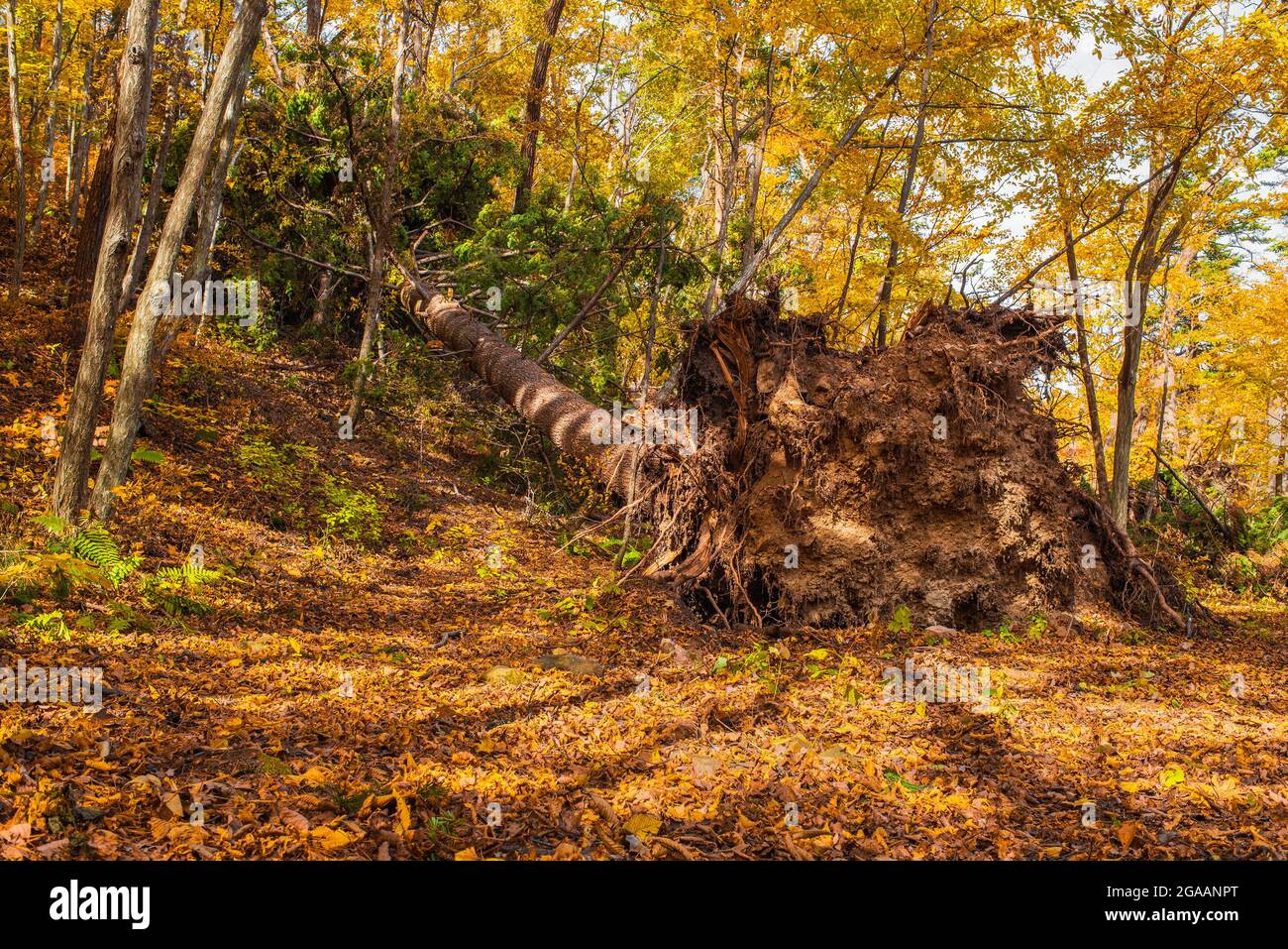 automne dans la forêt. saison d'automne. un arbre tombé se trouve sur le sol. beau paysage d'automne Banque D'Images