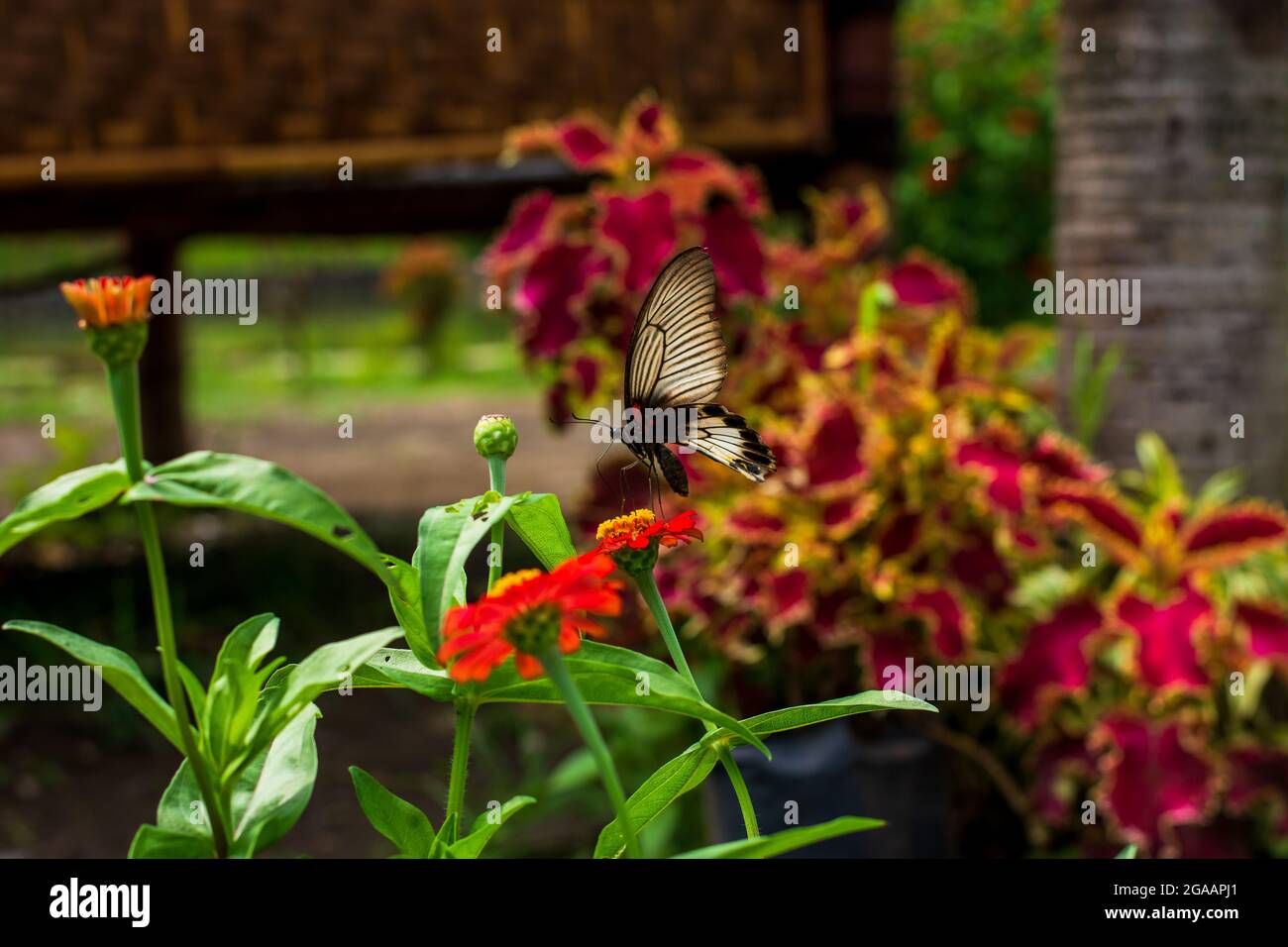 Monarque papillon orange et fleurs d'été brillantes Banque D'Images