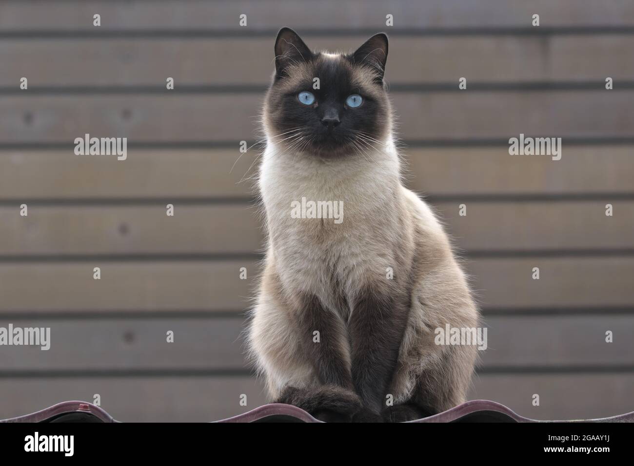 Un Beau Chat Beige Avec Des Yeux Bleus Examine Soigneusement Les Environs Du Parc De La Ville Chat Domestique A L Exterieur Animaux De Compagnie Gros Plan Photo Stock Alamy