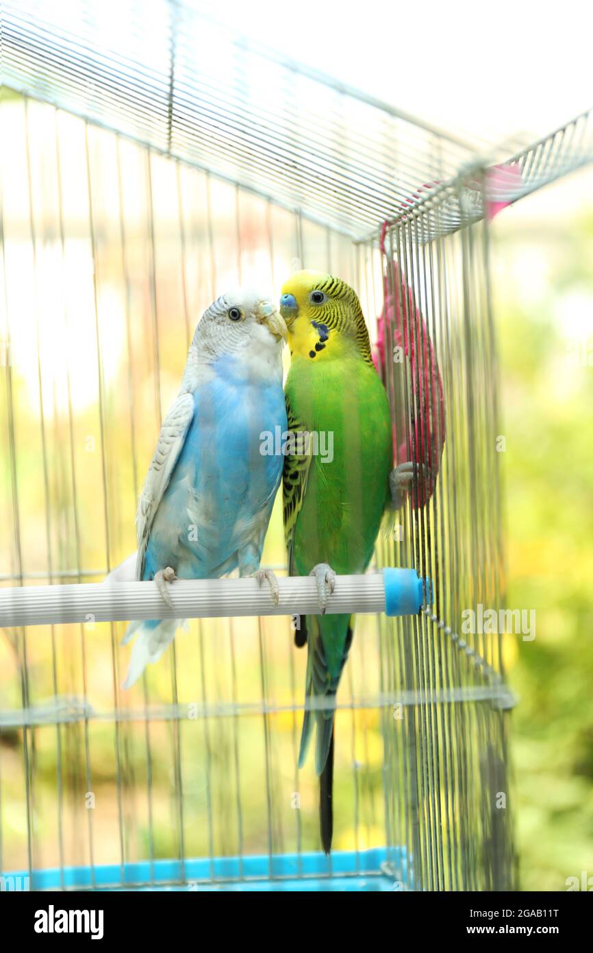 Les perruches colorées mignon en cage, à l'extérieur Photo Stock - Alamy