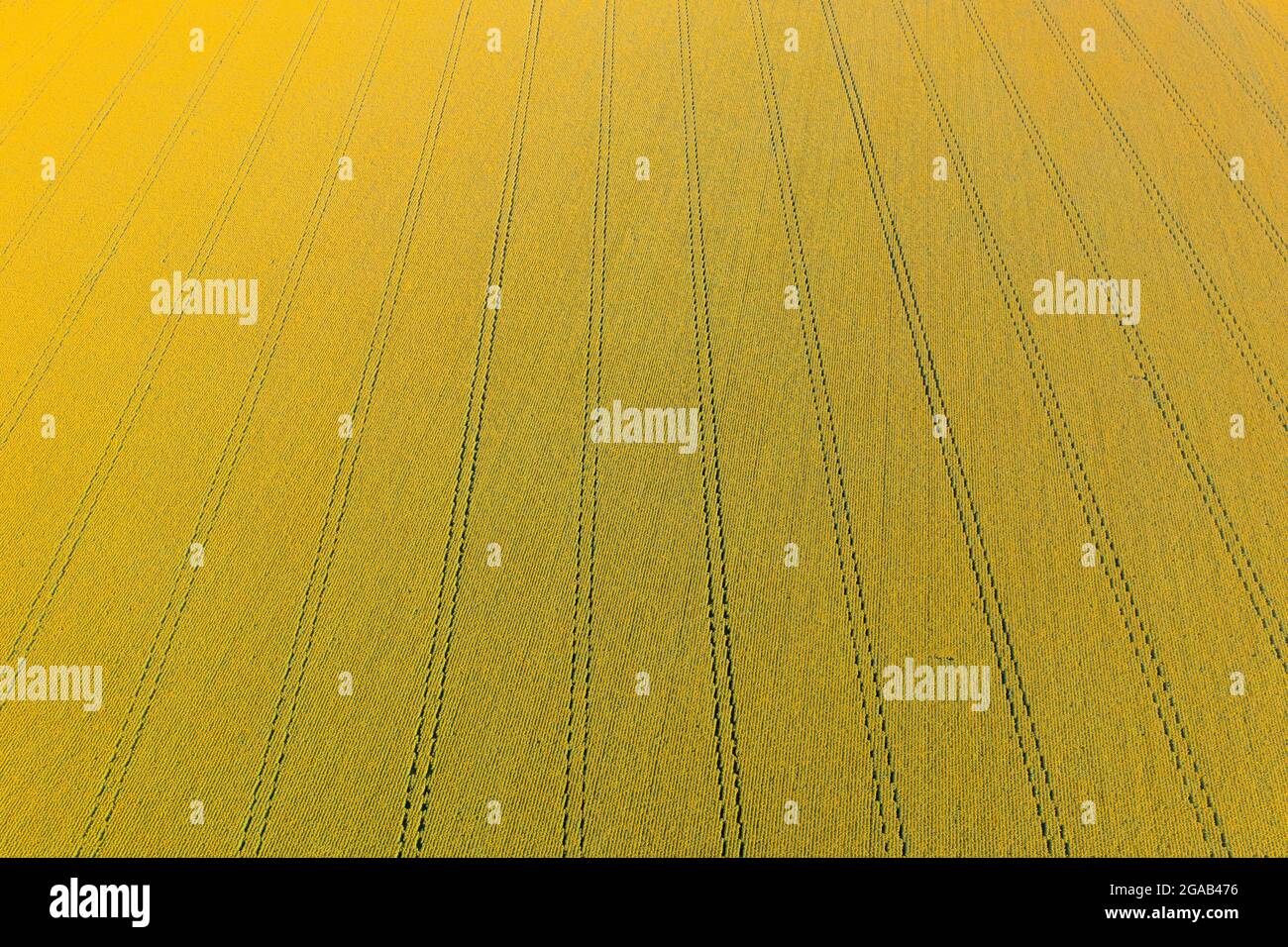 Pistes symétriques sur le champ de tournesol à fleurs jaunes, tournesol à fleurs jaunes texture sur le terrain. Prise de vue aérienne. Banque D'Images