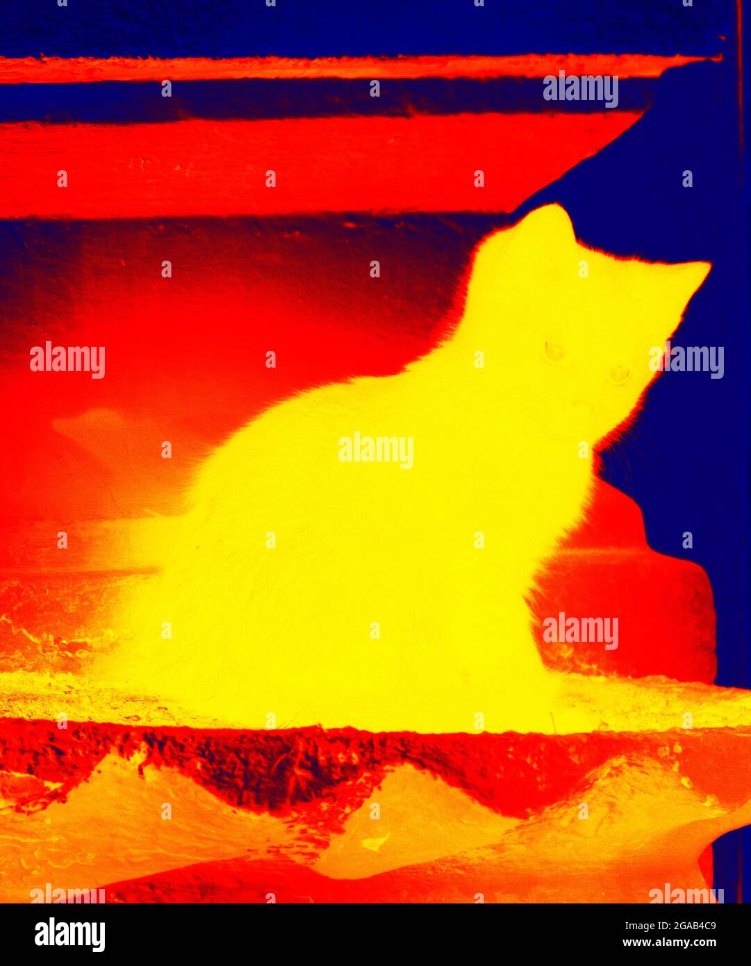 Chaton d'or. Analyse de la température corporelle de l'animal à l'aide d'une caméra infrarouge Banque D'Images