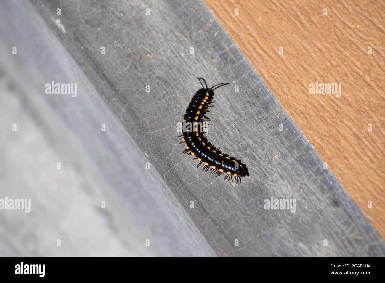 Le millipede noir isolé sur le terrain d'origine, le millipede marche sur la zone domestique Banque D'Images