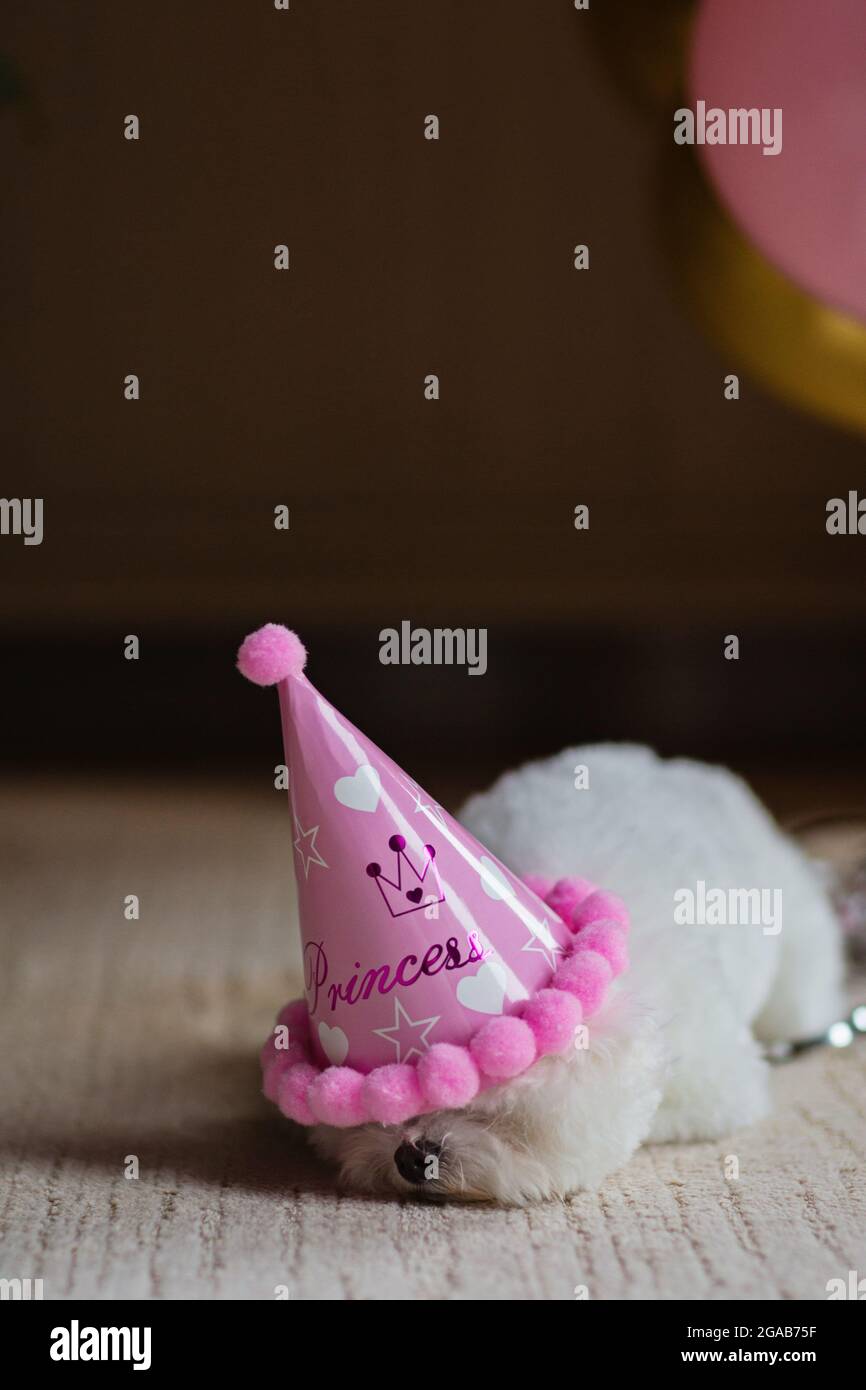 Joli Chien Blanc Bichon Frise Celebrant Son Anniversaire A La Maison Fete Domestique Avec Ballons A Air Chaud De Couleur Rose Et Or Photo Stock Alamy Joli Chien Blanc Bichon Frise Celebrant Son Anniversaire A La Maison Fete Domestique Avec Ballons A Air Chaud De Couleur Rose Et Or Photo Stock Alamy