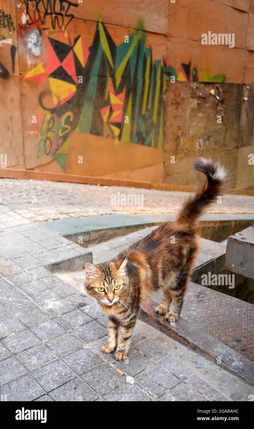 Un chat a marché sur les escaliers et se trouve devant un mur de graffiti. Banque D'Images