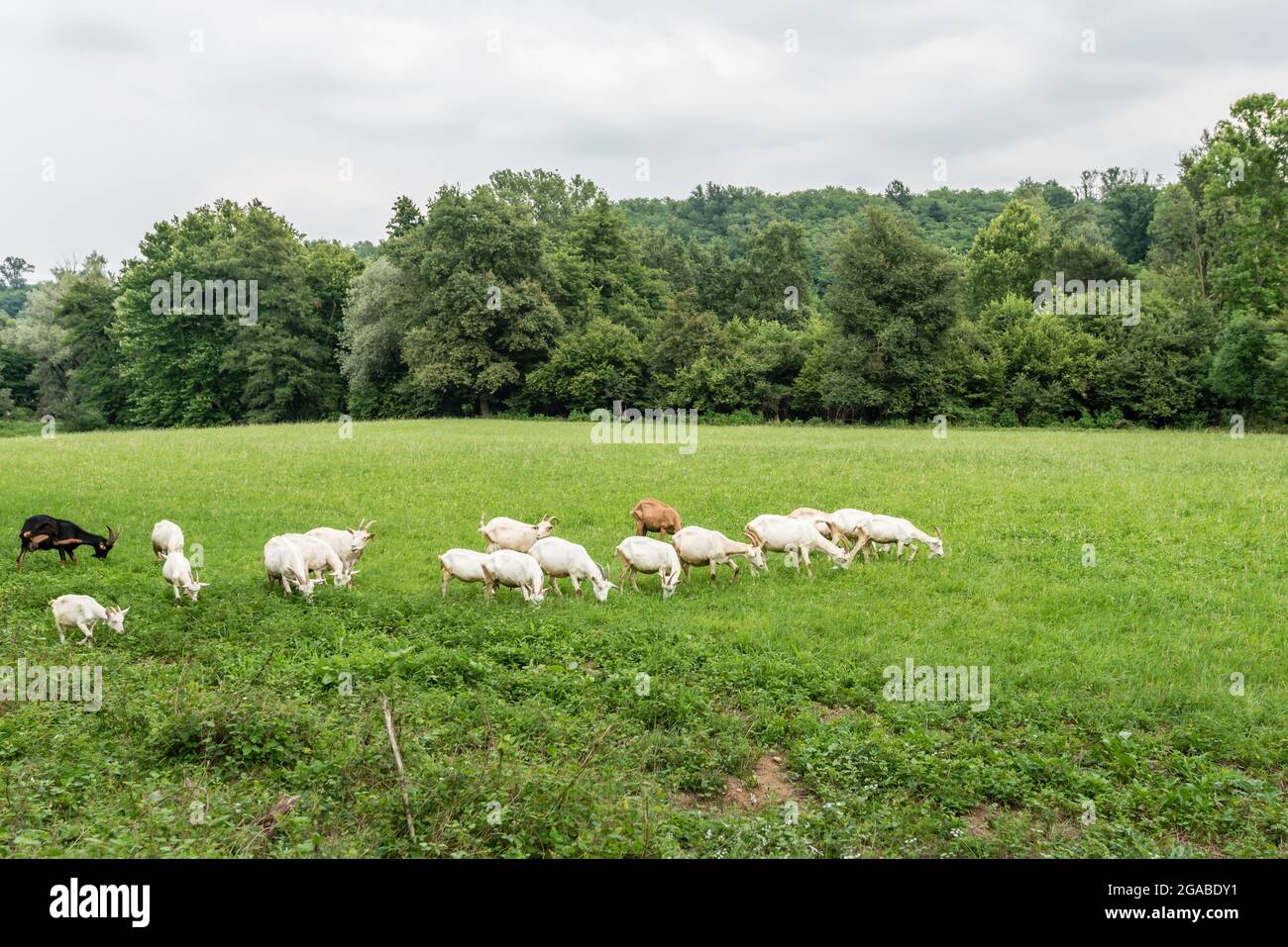 Troupeau de chèvres dans le paysage vert de la vallée de l'Olona campagne, près de Gornate Olona, Italie Banque D'Images