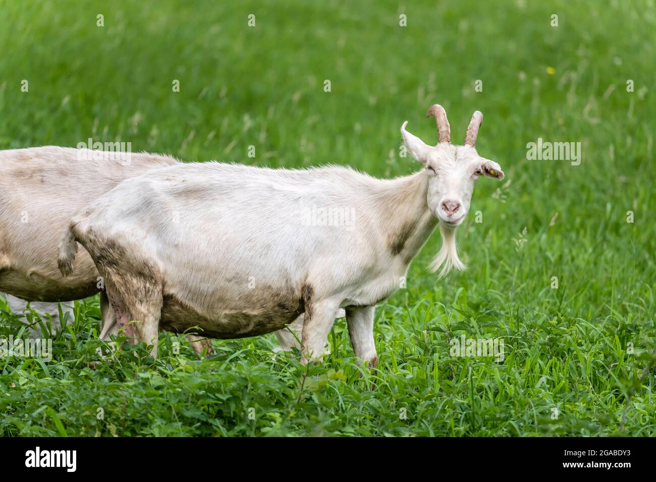 Chèvre dans le champ d'herbe de la campagne verte de la vallée d'Olona, tiré en été près de Gornate Olona, Italie Banque D'Images
