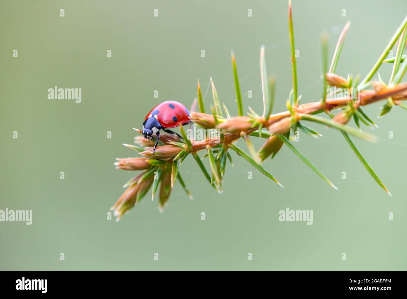 Coccinella septempunctata coléoptère rouge avec des taches noires rampant sur la branche de conifères picky. Ladybird à sept spots ou Ladybug à sept pois Banque D'Images