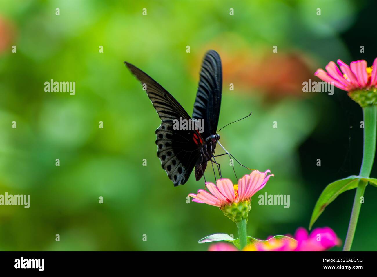 Monarque papillon orange et fleurs d'été brillantes Banque D'Images