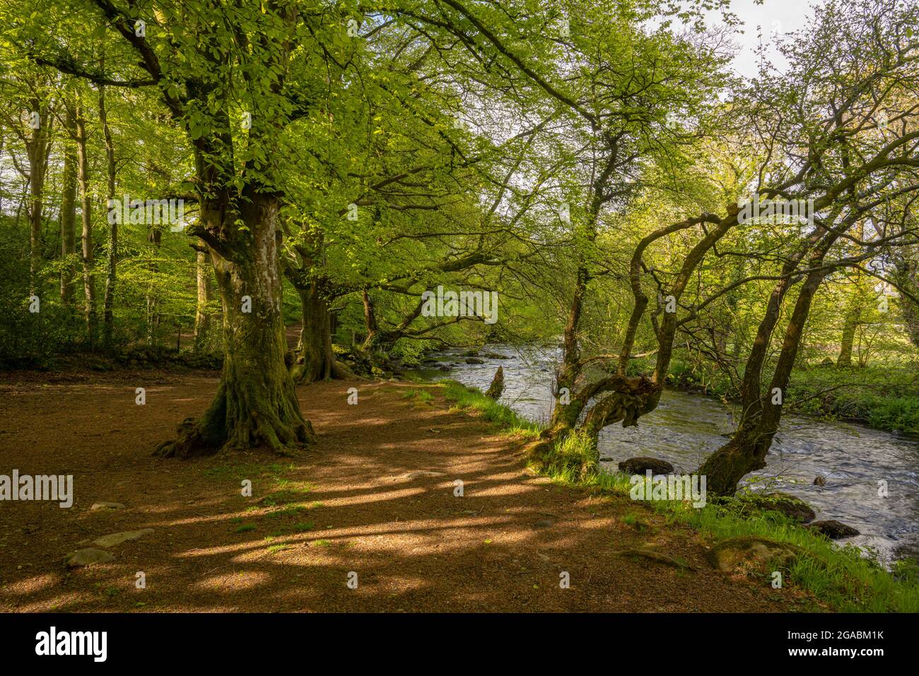 Hêtre et bluebell sur les rives de la rivière Afon Dwyfor à Llanystumdwy pays de Galles. Banque D'Images