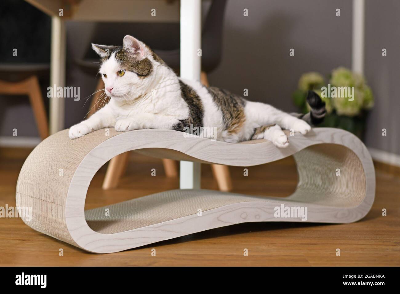 Chat tabby allongé sur un tableau en carton en forme de lit de salon Banque D'Images