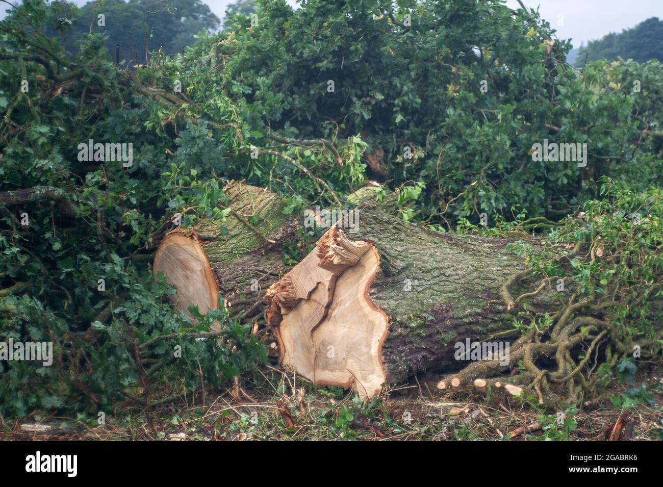 Great Missenden, Buckinghamshire, Royaume-Uni. 28 juillet 2021. HS2 Ltd ont abattu une rangée de chênes pendant la saison de nidification des oiseaux le long de Leather Lane, un ancien holloway dans Great Missenden. Les locaux et les écologistes sont furieux de la destruction que HS2 cause dans la région pour la construction de la liaison ferroviaire à grande vitesse de Londres à Birmingham qui sera de zéro avantage pour les personnes vivant dans les Chilterns. Crédit : Maureen McLean/Alay Banque D'Images