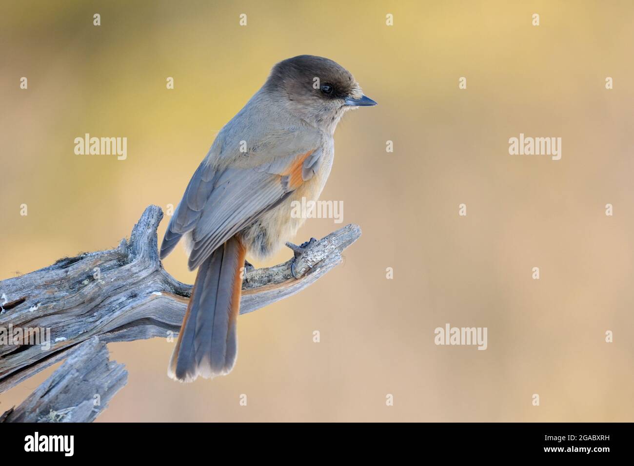 Geai de Sibérie (Perisoreus infaustus) assis sur une souche d'arbre, Kuusamo, Finlande. Banque D'Images