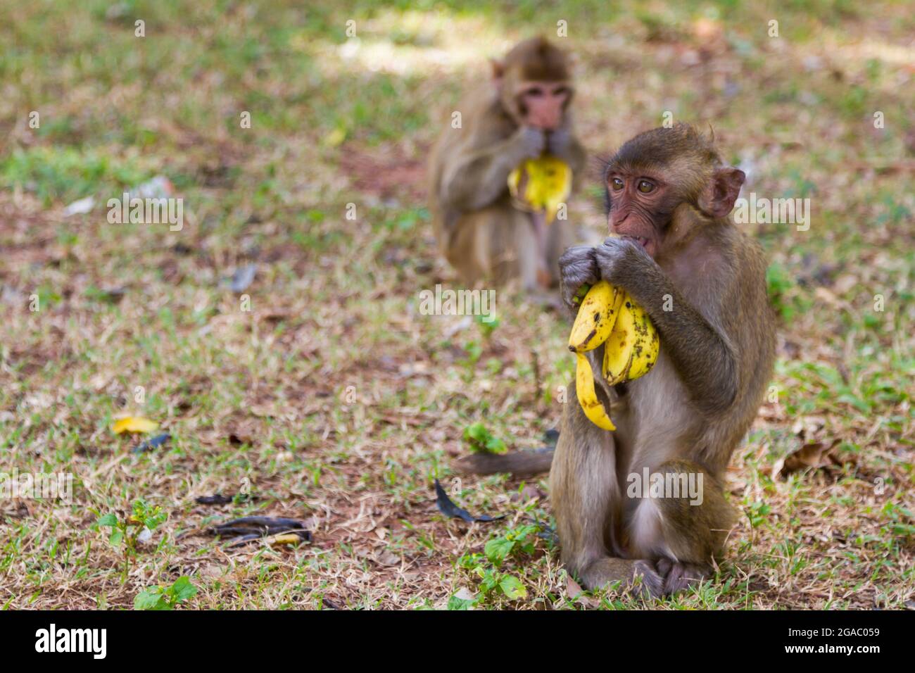 Bébé singe assis sur l'herbe et mange la banane avec le behide ami Banque D'Images